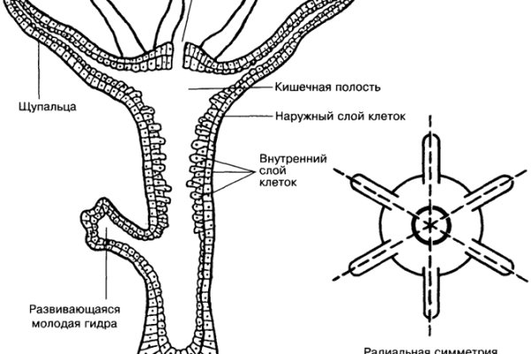 Kraken зеркала gigageek ru