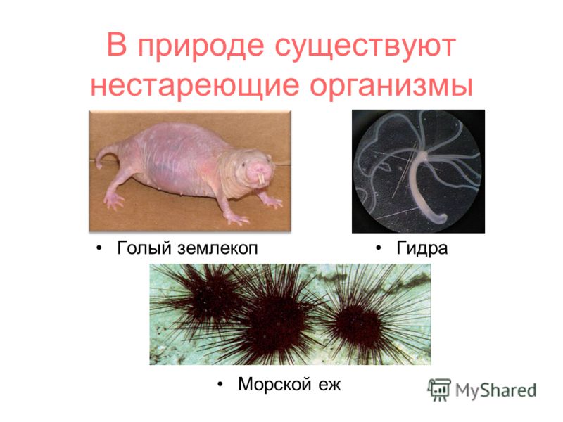Гидра зеркало рабочее на сегодня ссылка тор